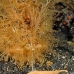 frogfish_hairy_kbrtk3_v_0143_sul1766.jpg